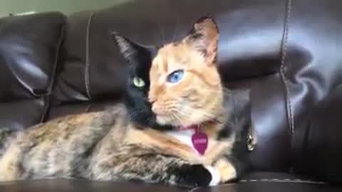 amazingly unique and one-of-a-kind cat