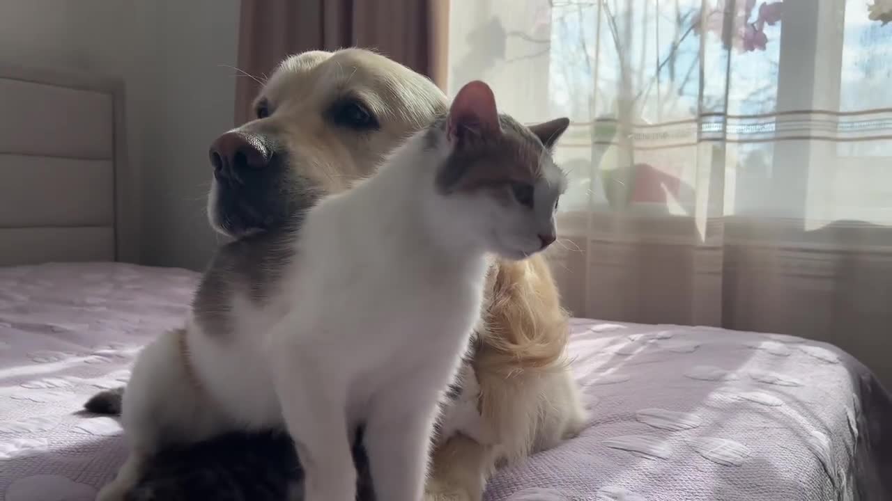 Mom Cat Entrusts Her Babies to a Friendly Golden Retriever