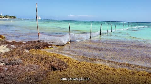 Detecting Sargassum Algae from Space