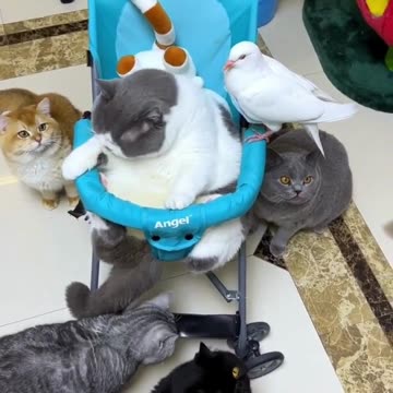 Cute Cats & Funny Cats 😍😍😅😅 #shorts #cats #viral #mmvcats