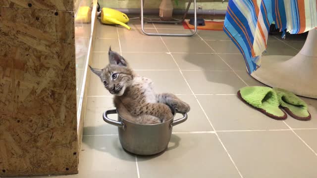 Baby Lynx Plays with White Kitten