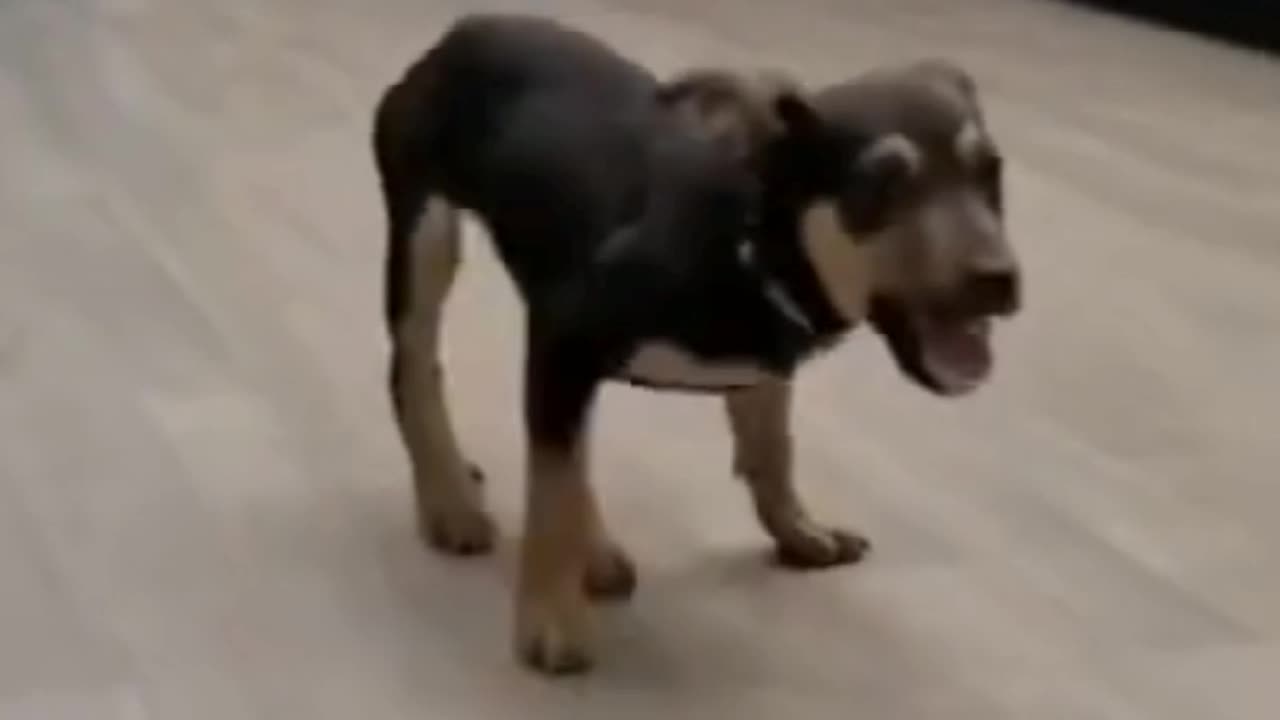 😂 funny dog dance 😂