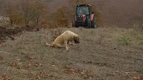 Puppy watches and waits for her boss to work the fields with traktor