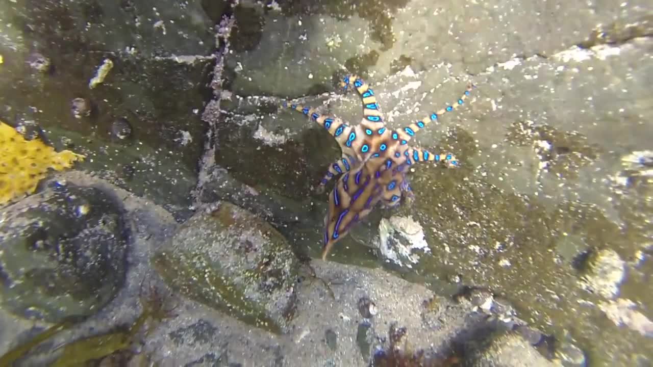 Blue ringed octopus