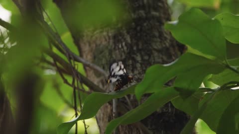 Butterflies and Flying Foxes