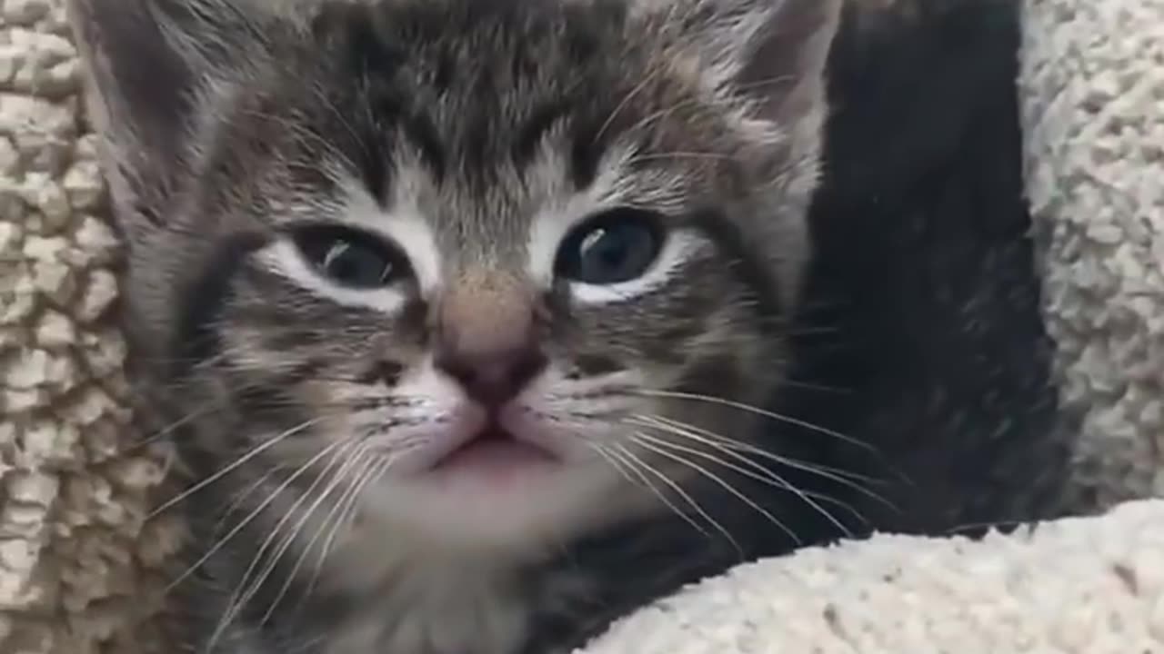 Funny Cats ✪ Cute and Baby Cats Videos Compilation