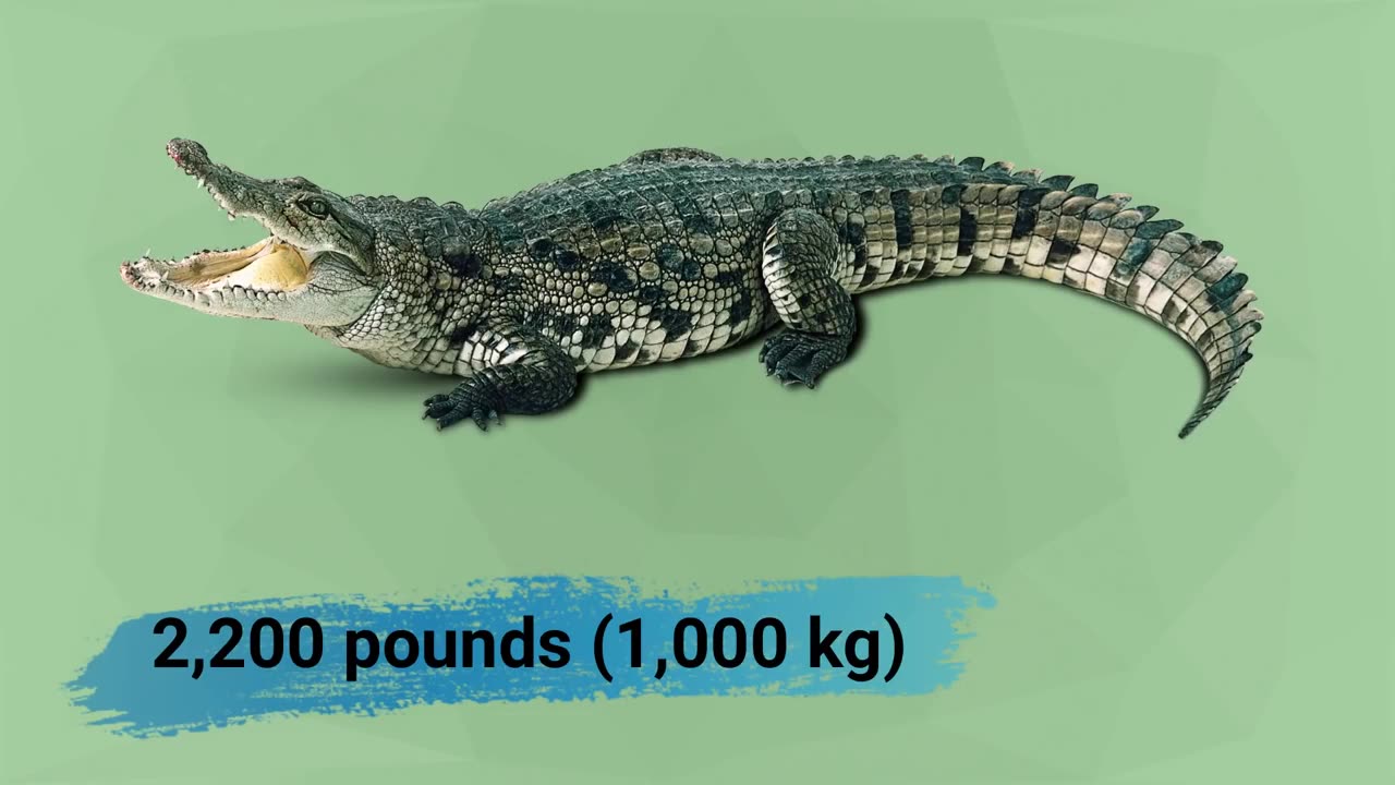 ANACONDA VS CROCODILE - Who is King of the Reptiles?