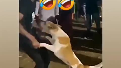 Funny Dance Of Dog