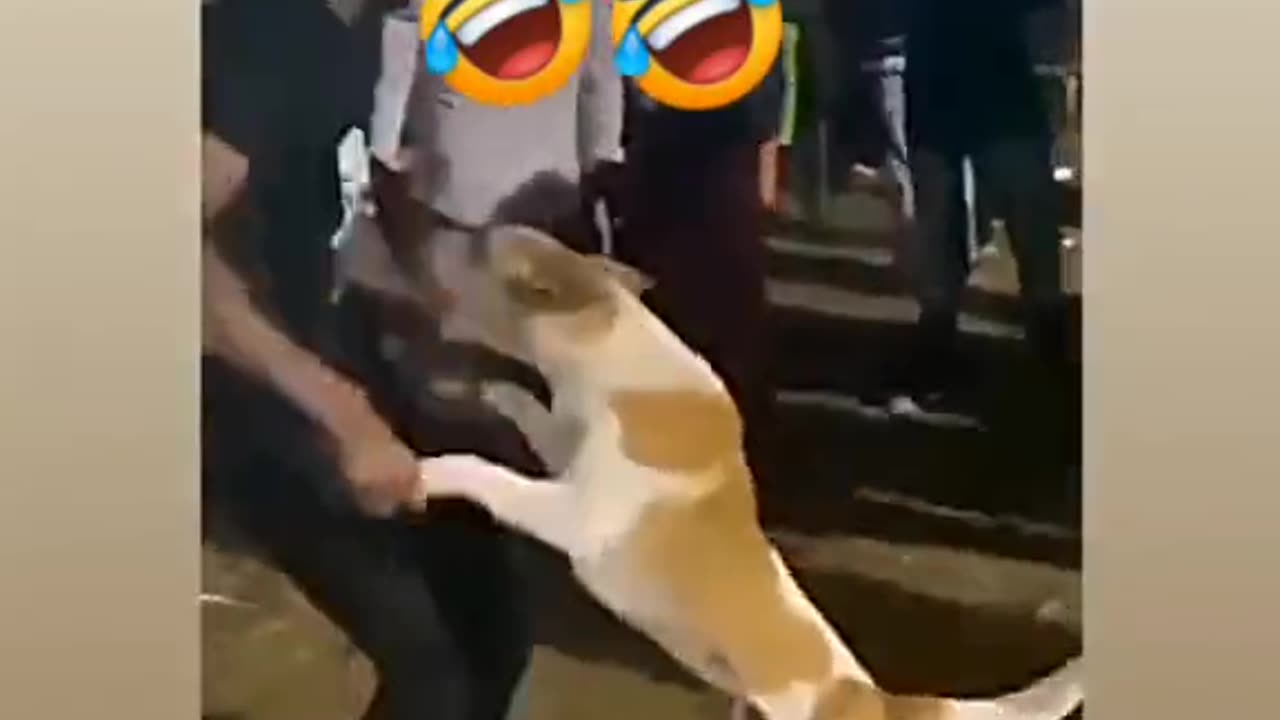 Funny Dance Of Dog