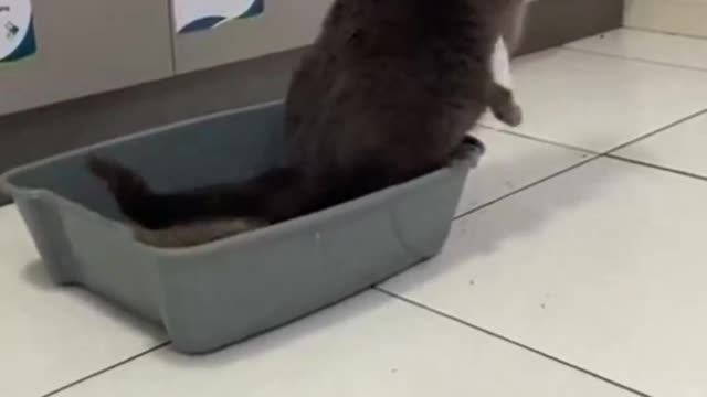 Cat funny moment