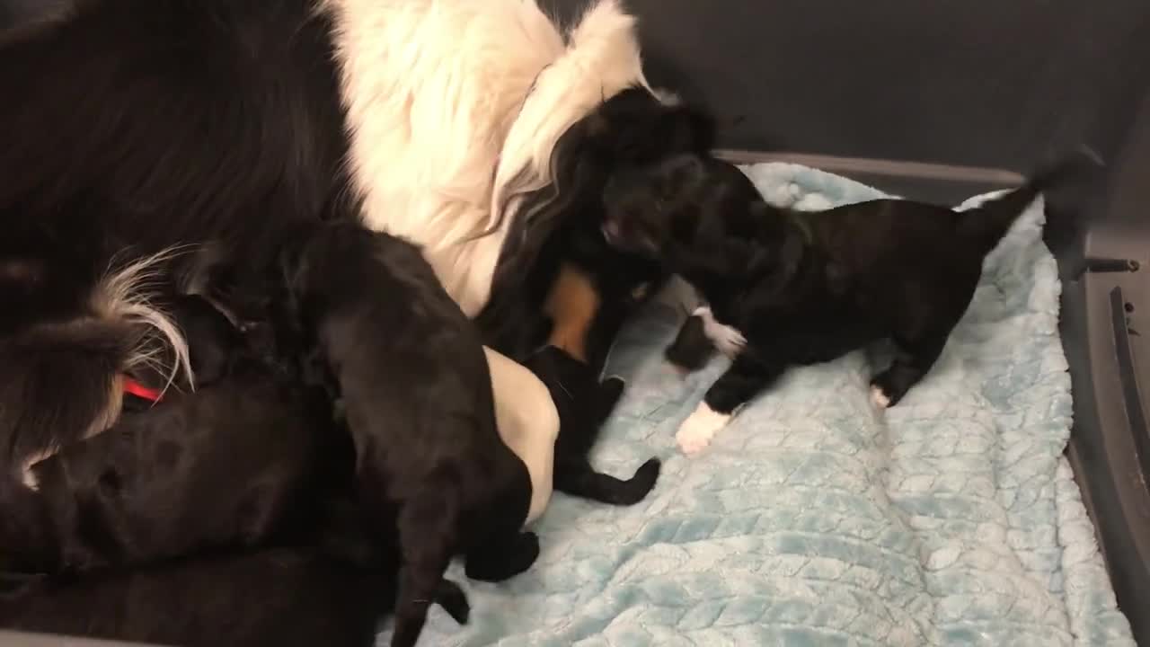 Puppy Play Time Huckleberry Puppies