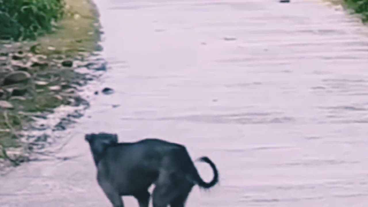 Dancing Dog 🐕 ❤️ ♥️