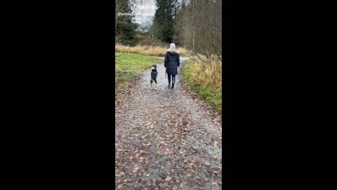 funny animals (super 3 minute funny) cats and dogs
