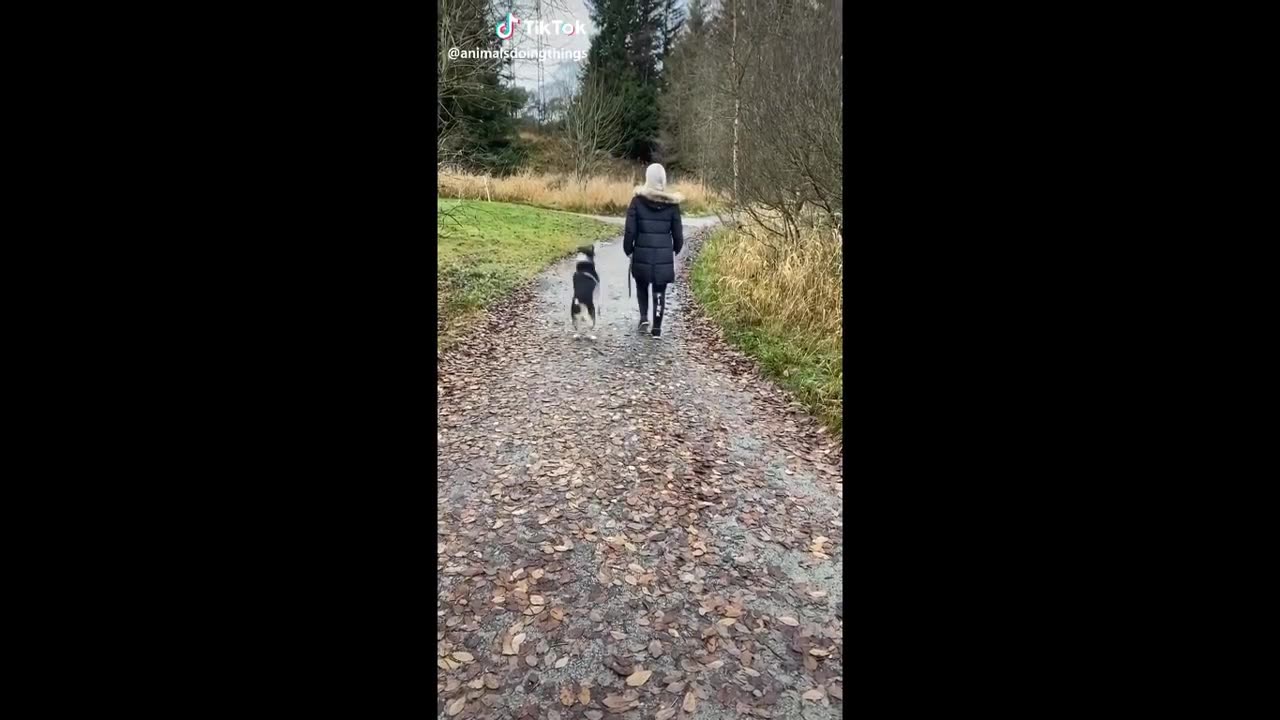 funny animals (super 3 minute funny) cats and dogs