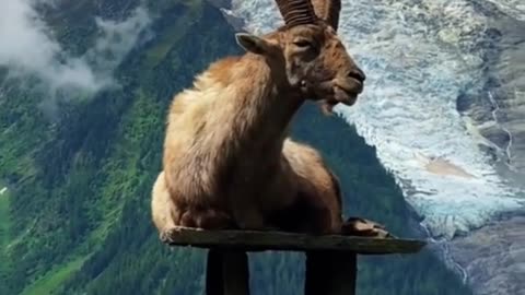 undercover (Markhor)