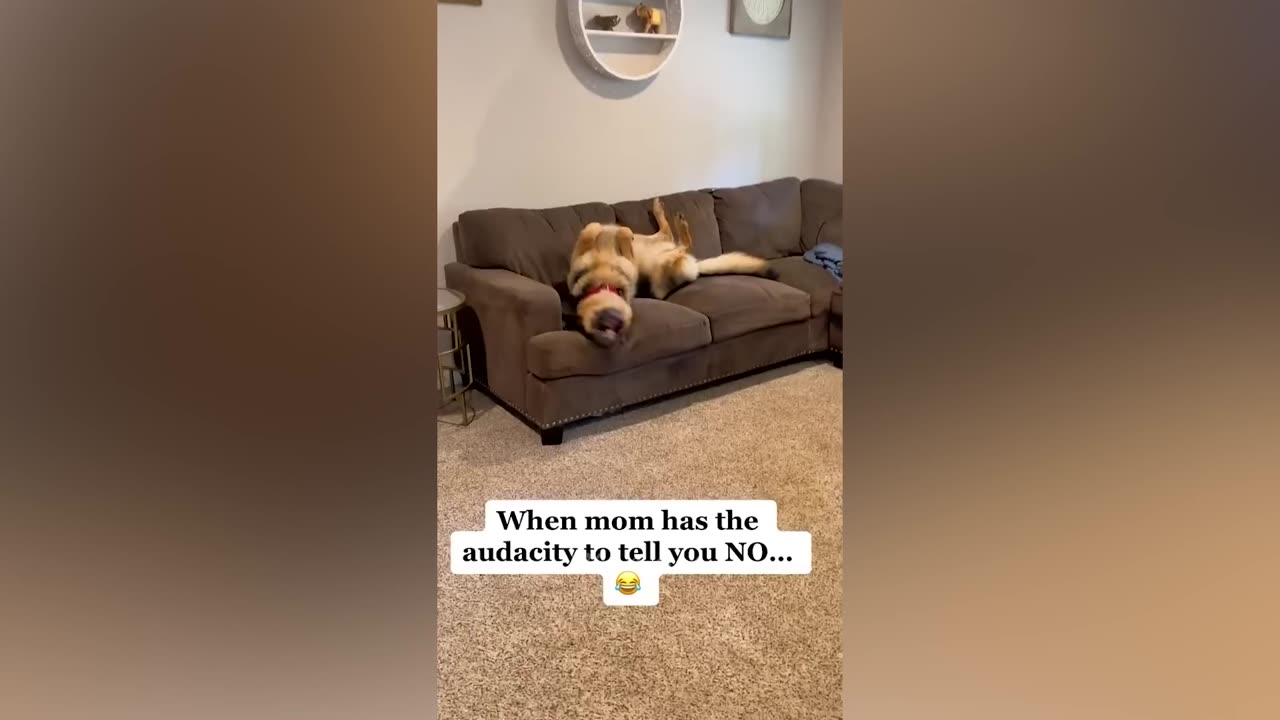 Crazy Busy Chaos: Hilarious Antics Unfold in the Funniest Video Ever