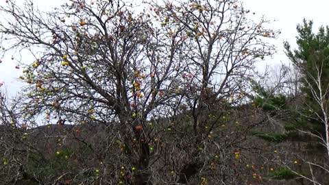 Apple Tree