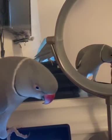 Parrot compliments himself during quarantine