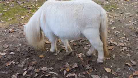 8 MINUTES of CURIOUS SHETLAND PONIES | BEST Relax Music, Meditation, Stress Relief, Calm | TVM