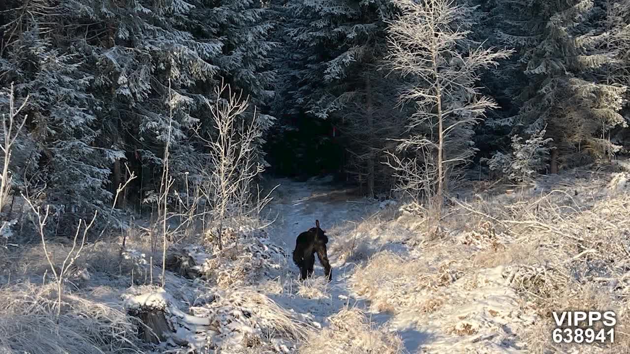 Skogpod 2. desember: Et begynnende kaos