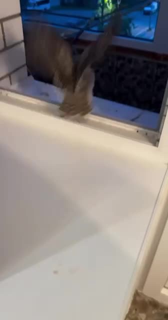 Owl waiting on breakfast