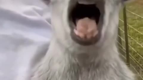 Funny Animals Crazy Dog