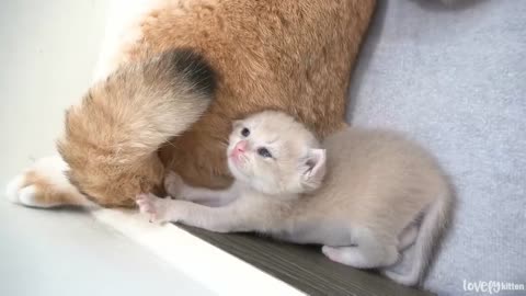 Cute cat with her cute kittens so sweet