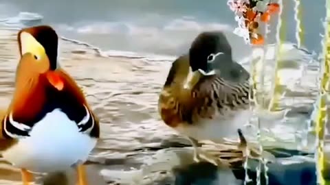 CUTE BIRD STATUS VIDEO 🐦🐦