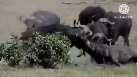 Buffalo fighting 🐂