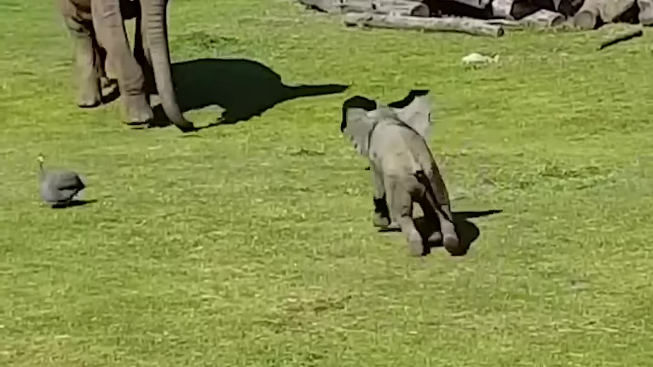 funny moment viral videos