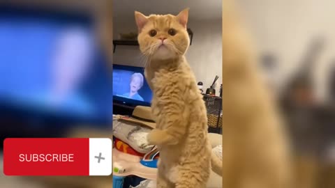 funny cat 🐈😺😂 | funny cat videos 2023