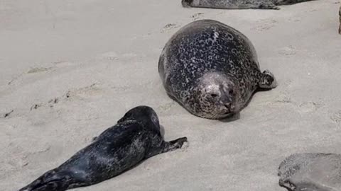 Seals Chilling on the Beach