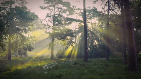 Nature's Dance: Sunlight Through the Trees| stay (piano)