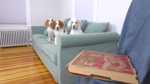 Dogs vs Talking Pizza Prank Funny Dogs Maymo, Potpie & Puppy Indie Pranked by Talking Pizza