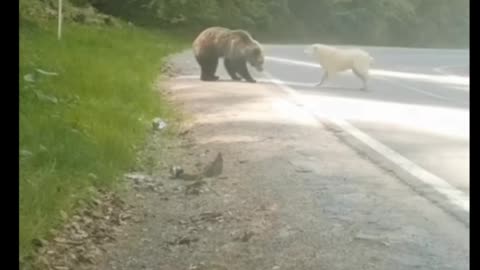 Dog protect his owner from bear🐻