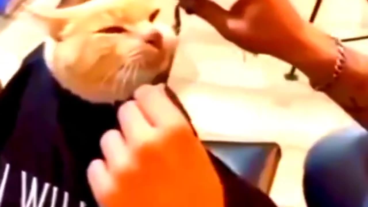 Compilation/ funny animal videos
