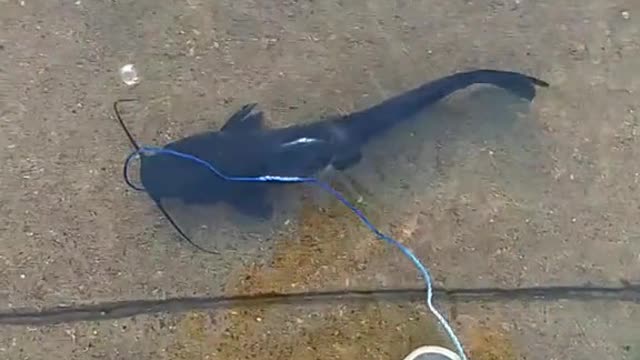 He Really Took a Fish For a Walk