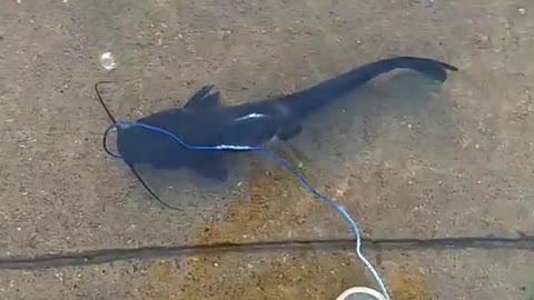 He Really Took a Fish For a Walk