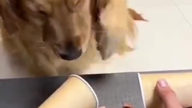 watch this funny dog changing his mind