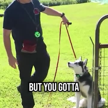 Husky Escape Artist