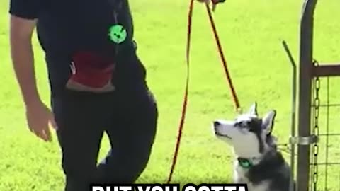 Husky Escape Artist
