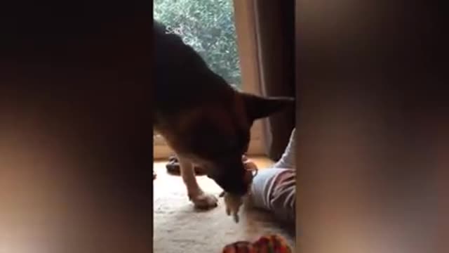 German shepherd dog protect a baby. He is cute -2017