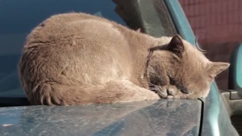 Cat Is Sleeping