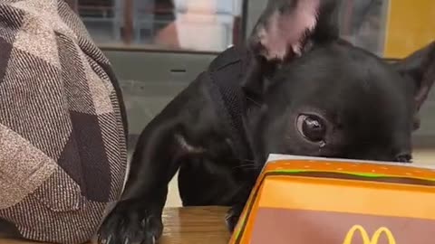 Funny and Cute Moment of the Animals: 61💕
