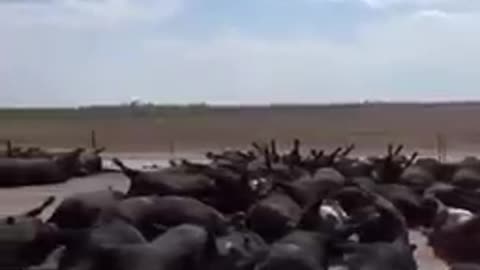 3000 cows died in Kansas, no reason reached yet!