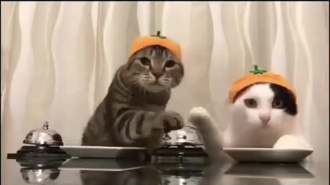 Funny cat eat