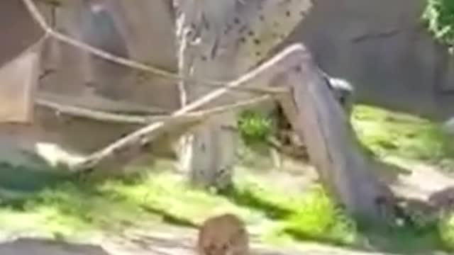 Gorillas chase unwanted guest in zoo enclosure