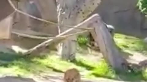 Gorillas chase unwanted guest in zoo enclosure