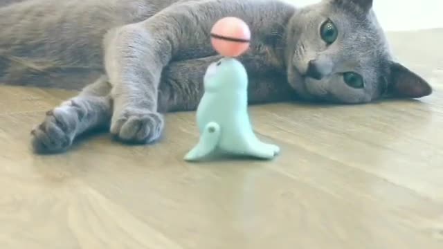 Toys and cats