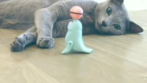 Toys and cats